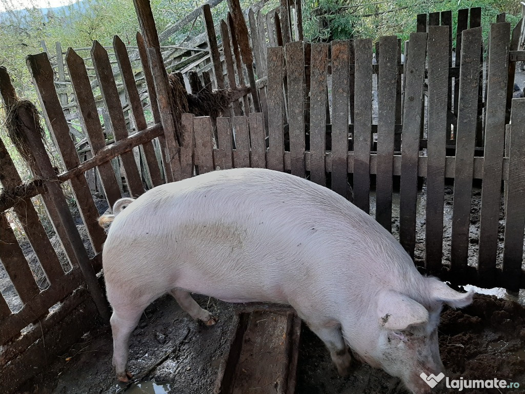 Porci