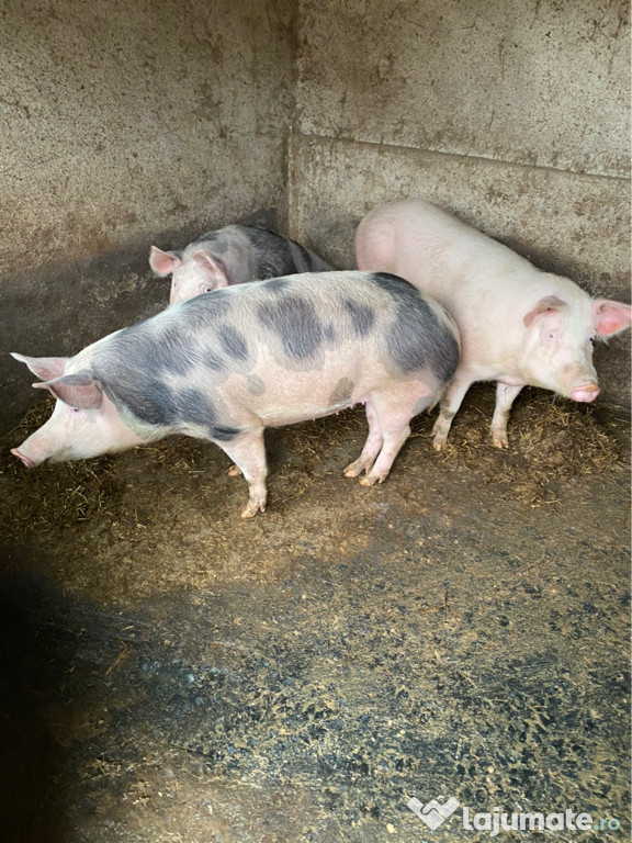 Porci