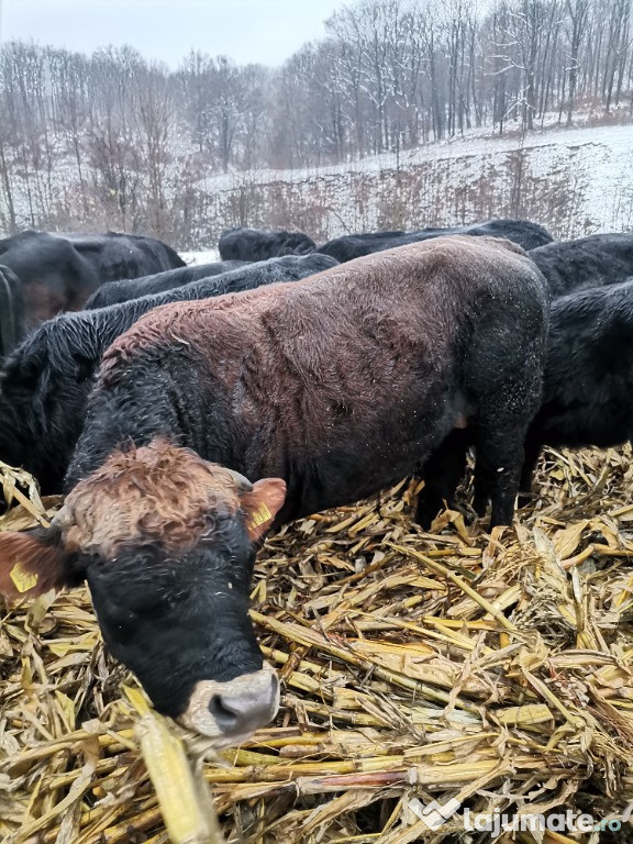 Taur metis de angus și vaci