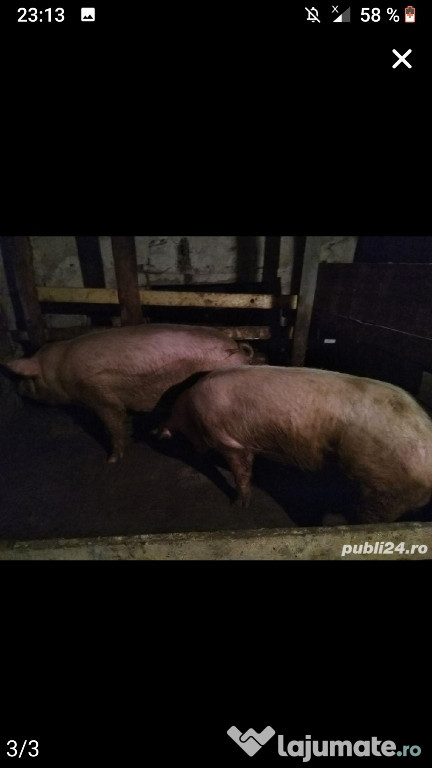Porci