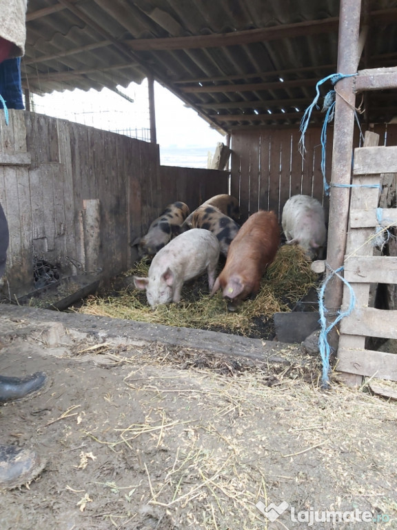 Animale domestice