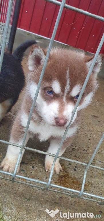 Căței Husky