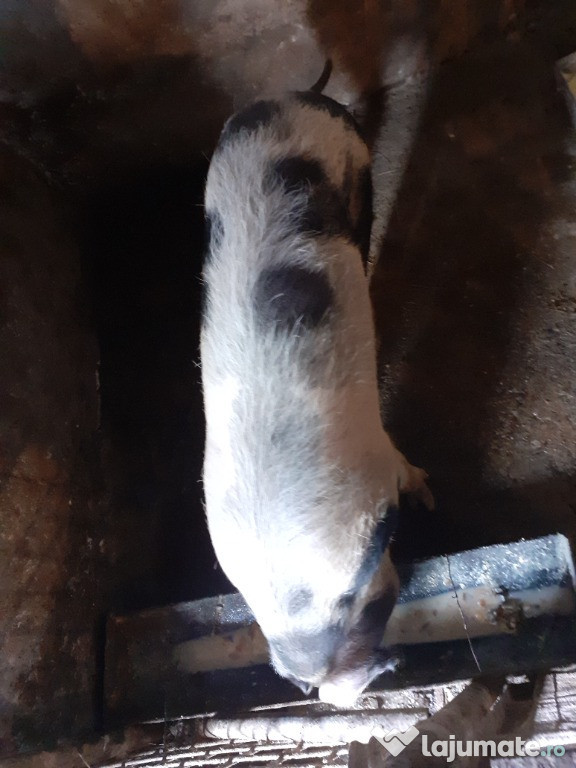 Scroafa