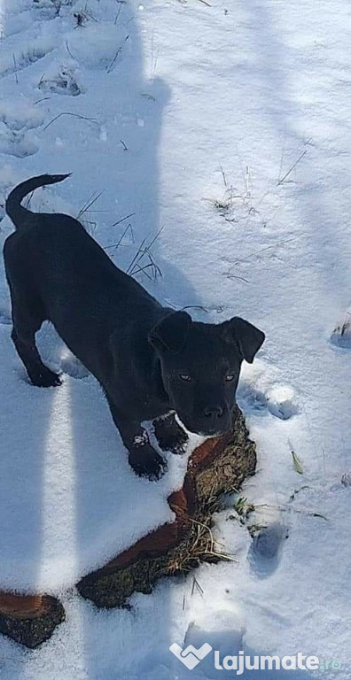 Mai multe detalii la telefon sau in mesaj