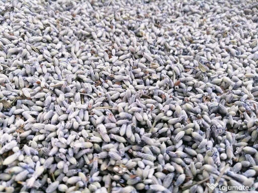 Lavanda