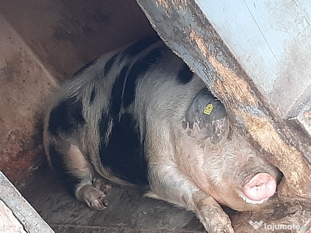-Porc