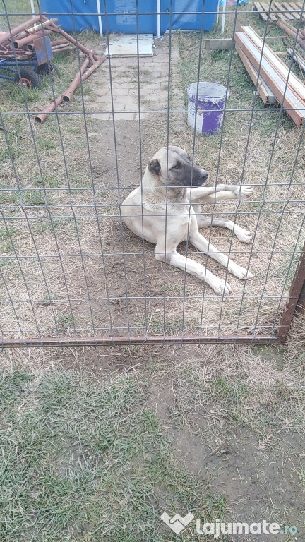 Kangal (femela)