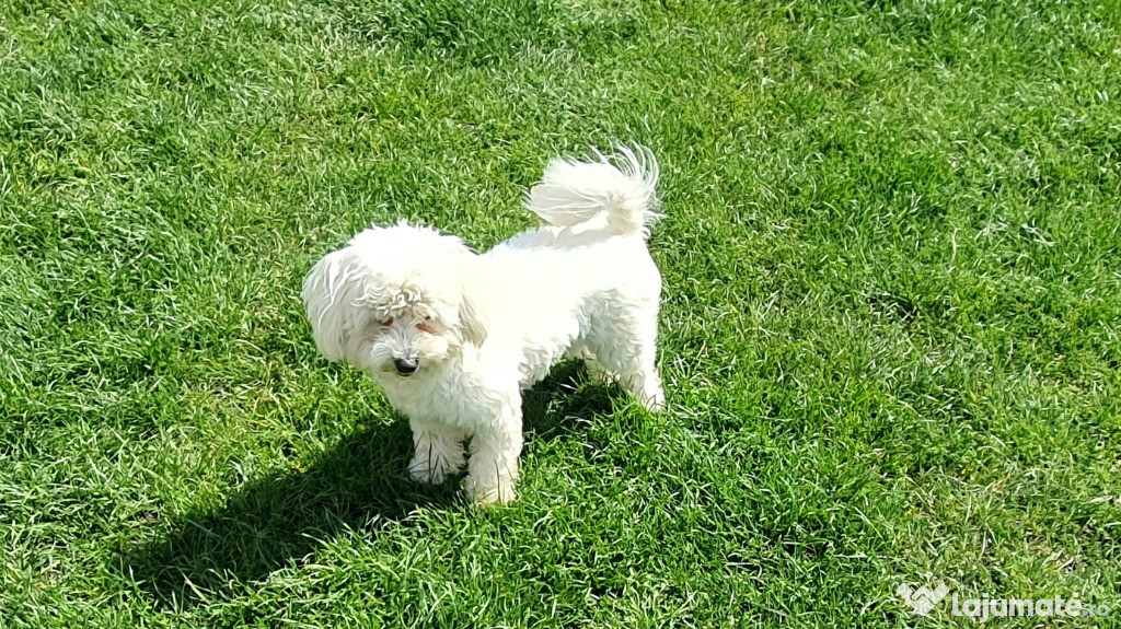 Bichon Malteze Toy