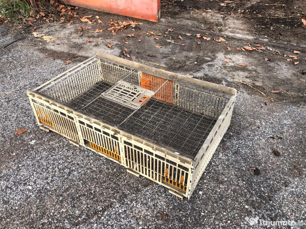 Lazi Custi transport pui