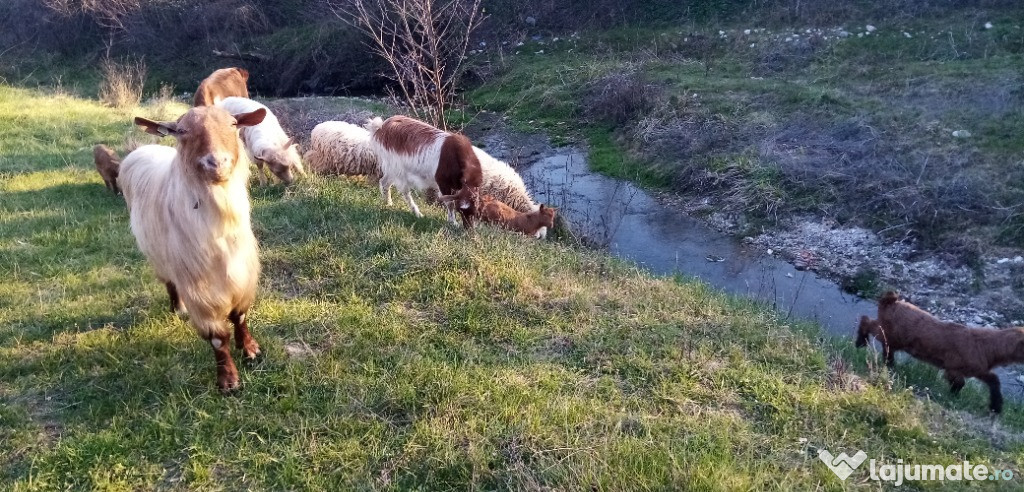 Capre carpatine cu lapte