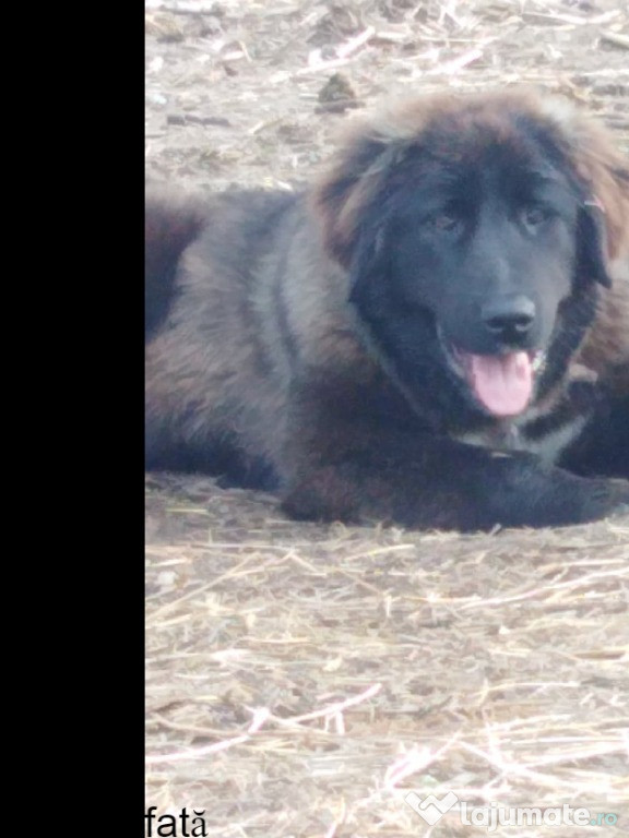 Ciobănesc Corb de paza