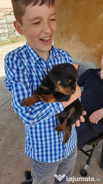 Puiuti Rottweiler