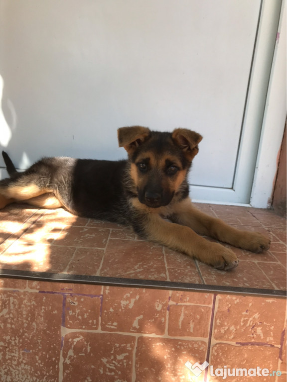 Catei ciobănesc german ( lupi)