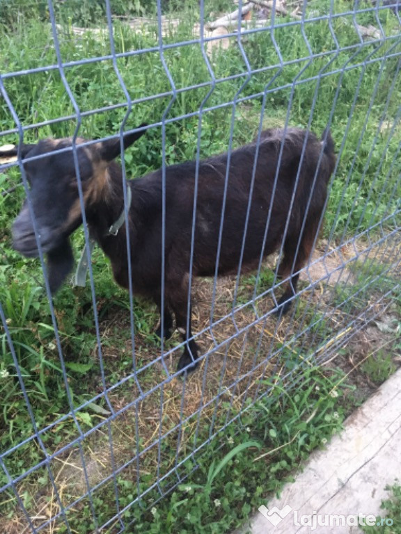 Carne proaspata de ied sau capra de lapte!