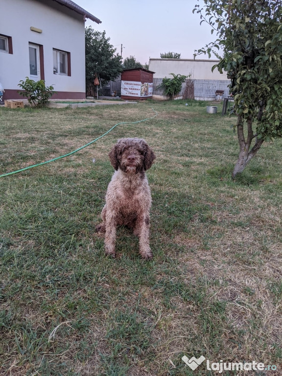 Lagotto romagnolo