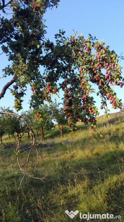 Prune bio pentru tuica,cel mai jos pret!!!!