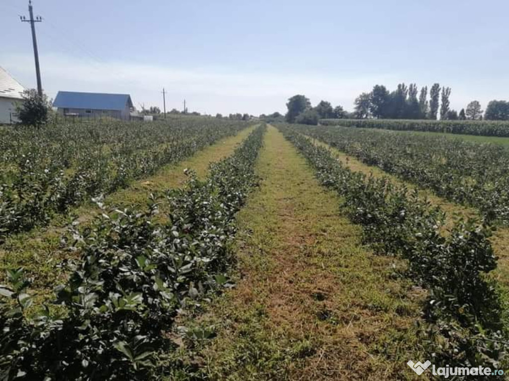 Producție  Aronia 2021