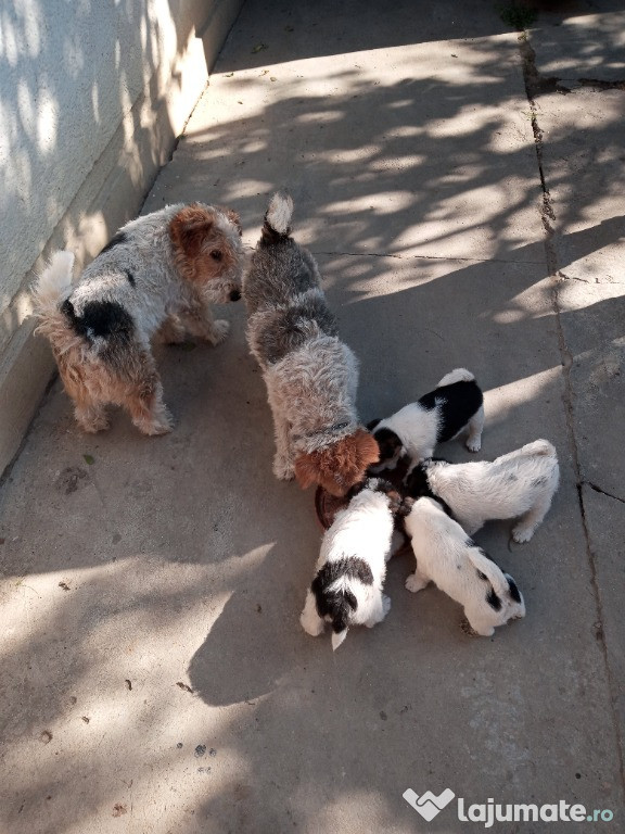 Pui de Foxterrier