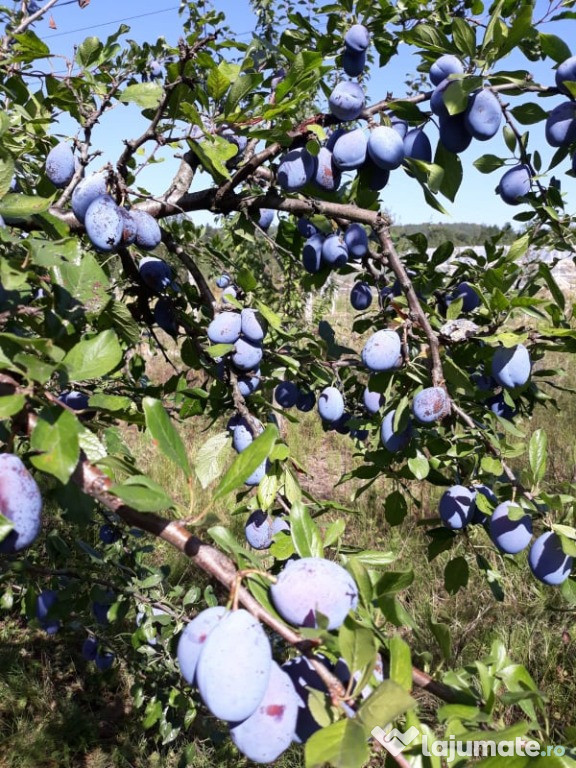 Prune pentru tuica