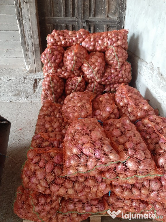 Ceapa rosie de Buzau