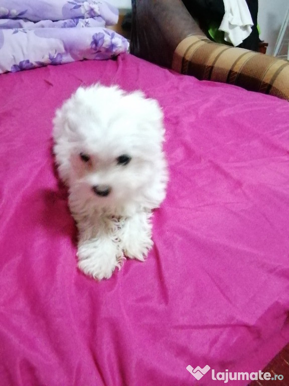 Bichon maltez