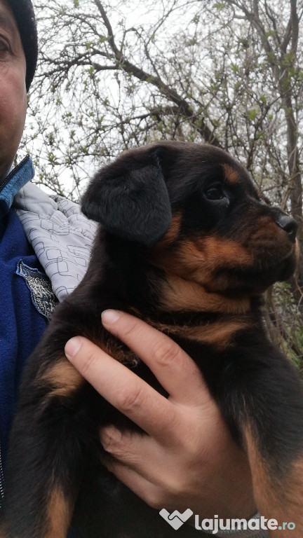 Pui Rottweiler rasă pură