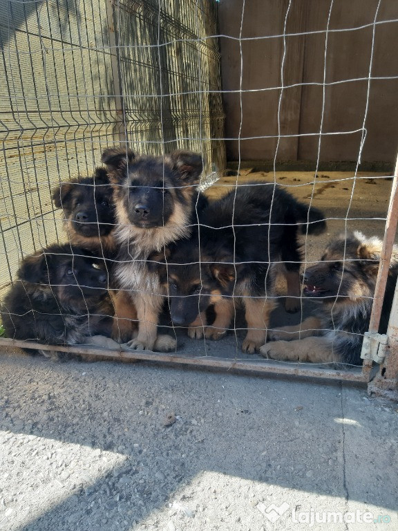 Pui ciobănesc german par mediu