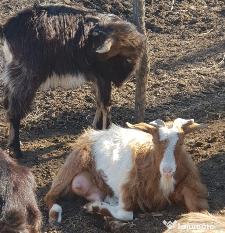 Capre rasa bună de lapte