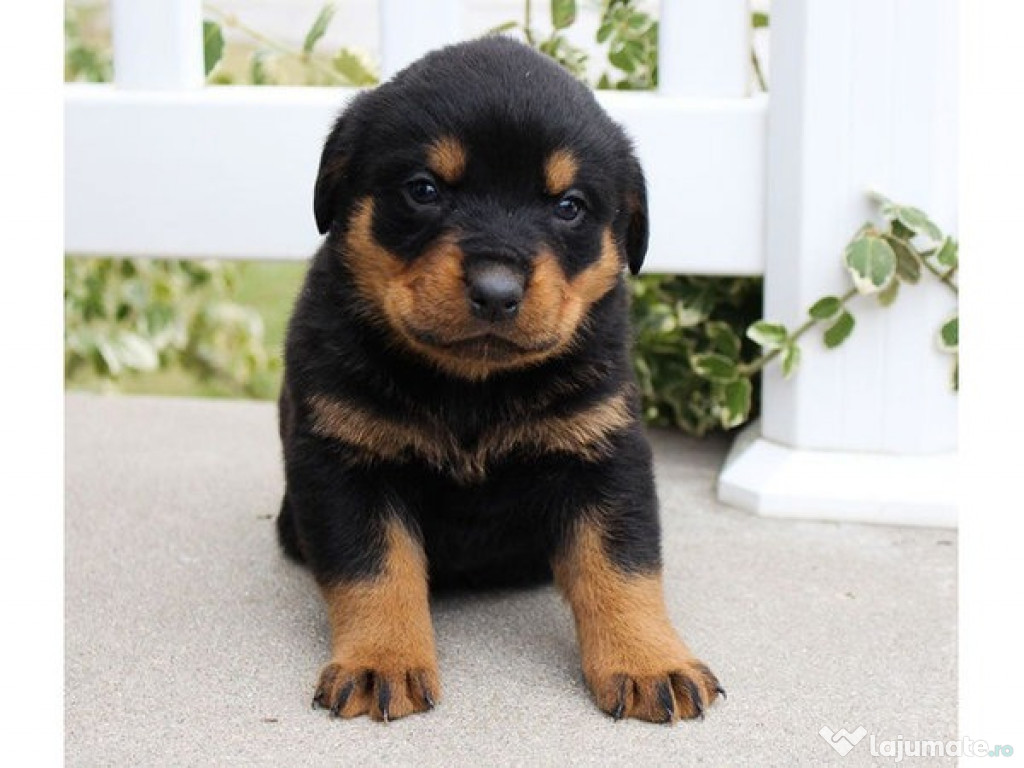 Căței Rottweiler cu pedigree