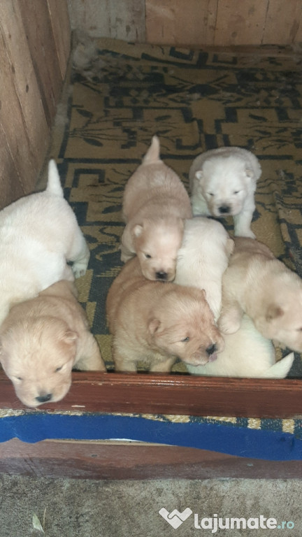 Cățeluși chow chow