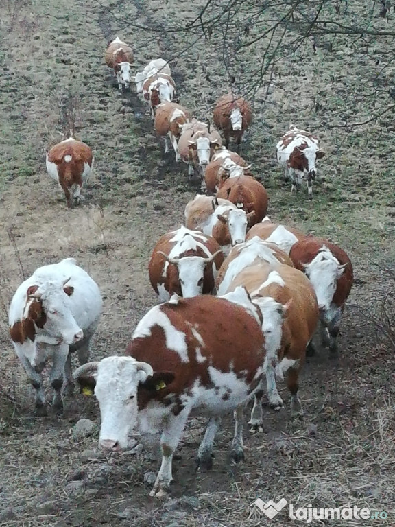 Vacă Bălțată Românească