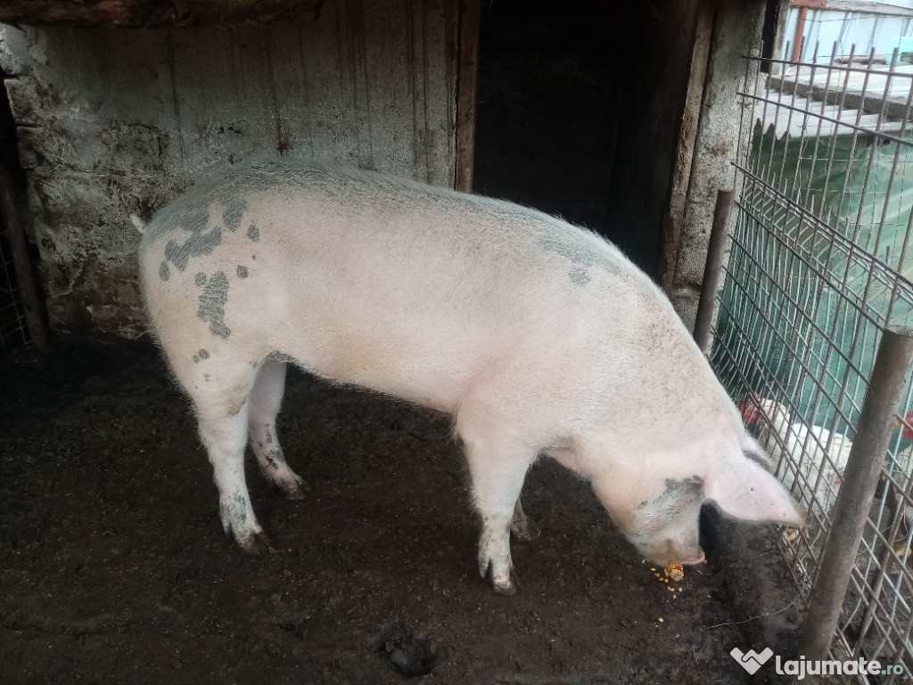 Porc si purcei