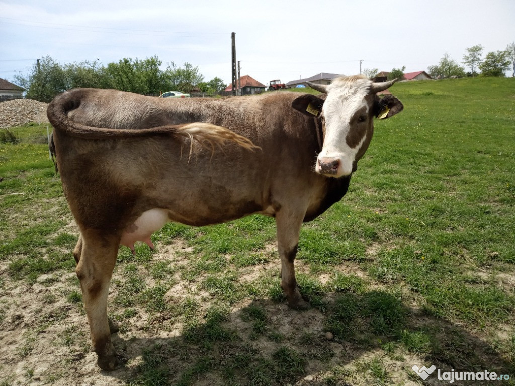 Vaca metis bruna de maramures