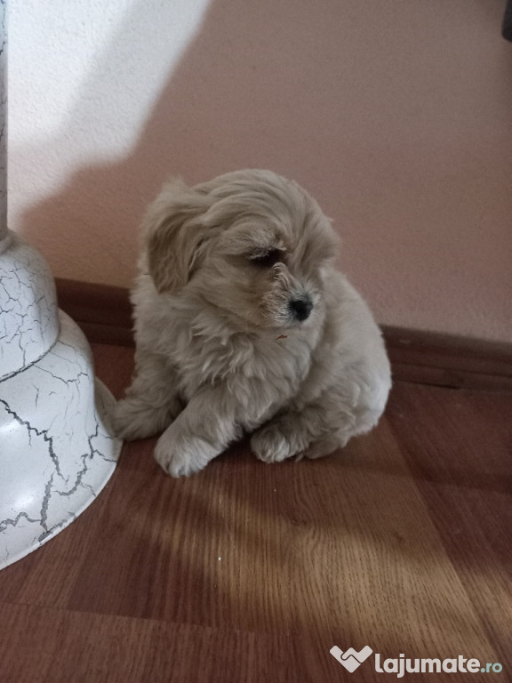 Cățeluși bichon .