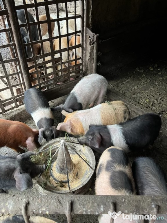 Porci