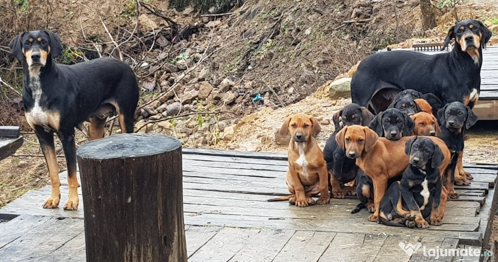 Catei metis copoi ardelenesc si rhodesian ridgeback