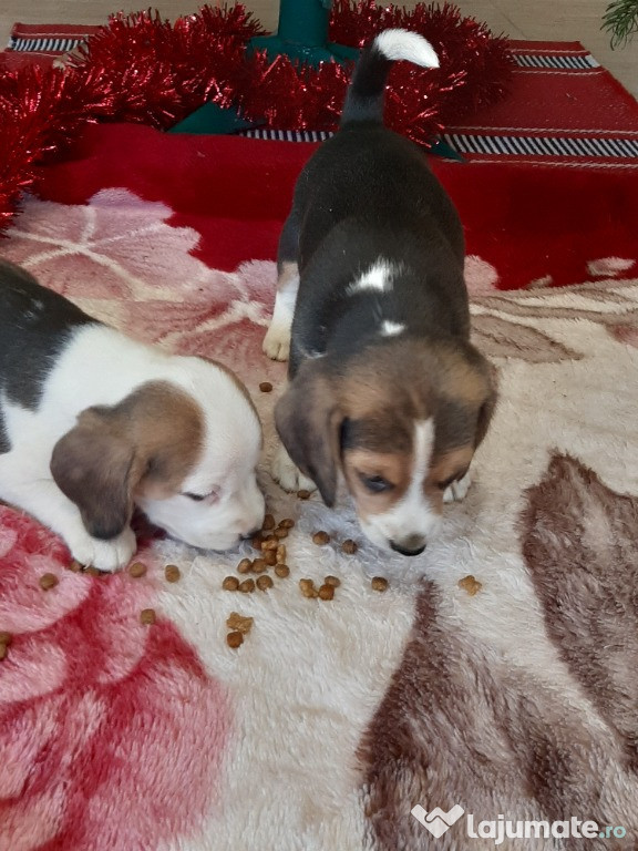 Beagle tricolor