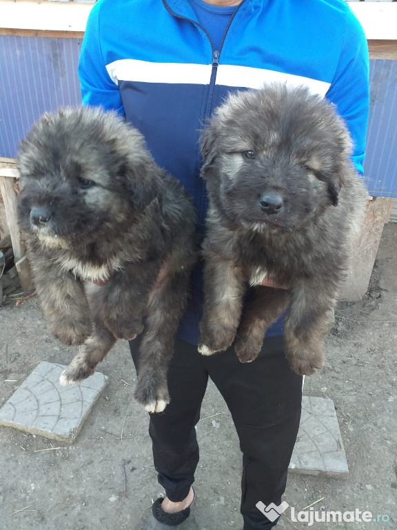 Disponibili