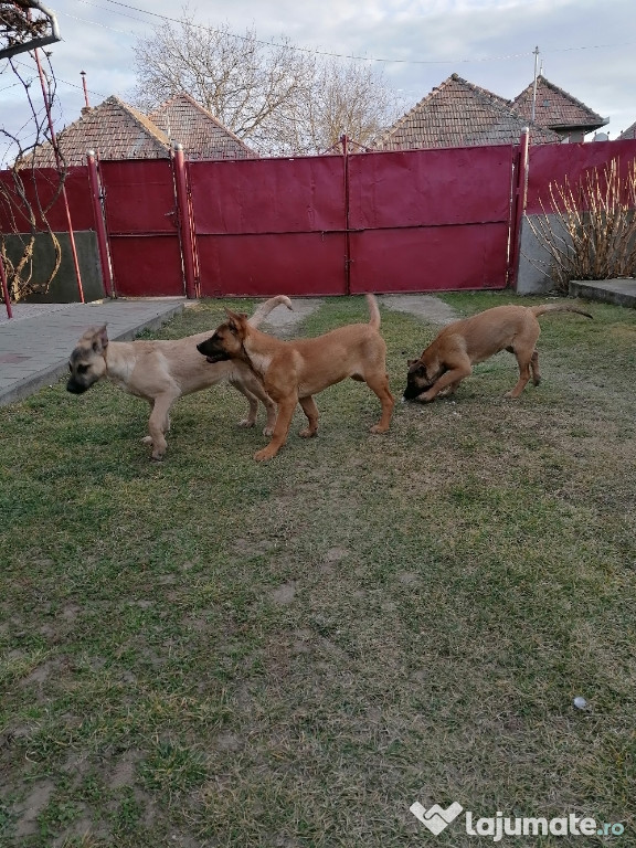 Femele Belgian Malinois