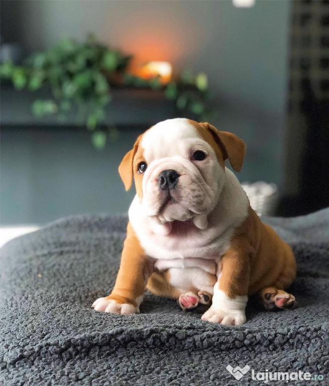 Bulldog Englez superbi, 2 luni, masculi si femele