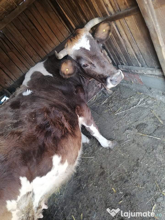 Vaca Romaneasca