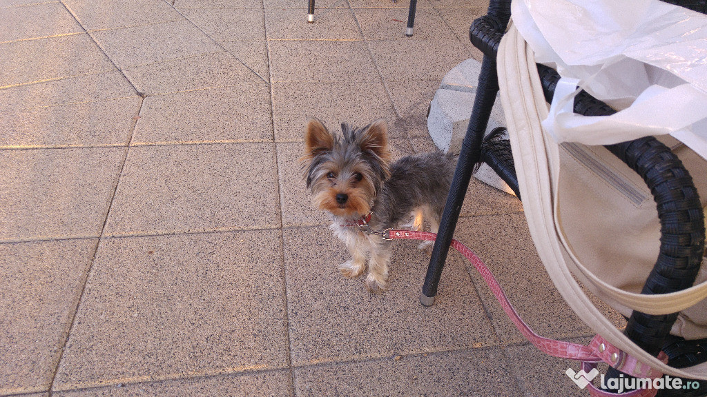 Yorkshire Terrier