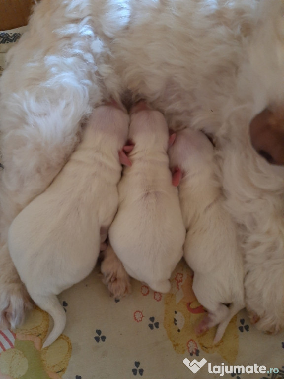 Bichon maltez