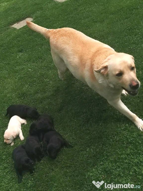 Labrador Retriever