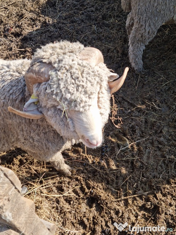 Berbeci/berbecuti rasa Pallas merinos si carne cu certificat