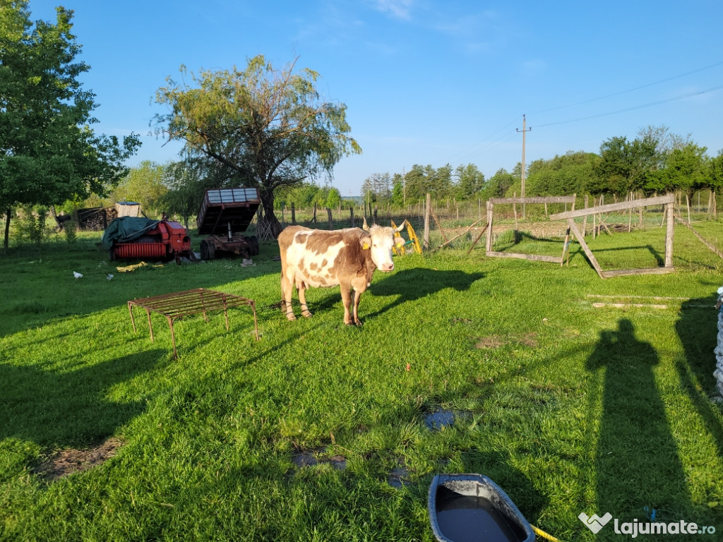 Vaci bune de lapte cu vitei cu tot