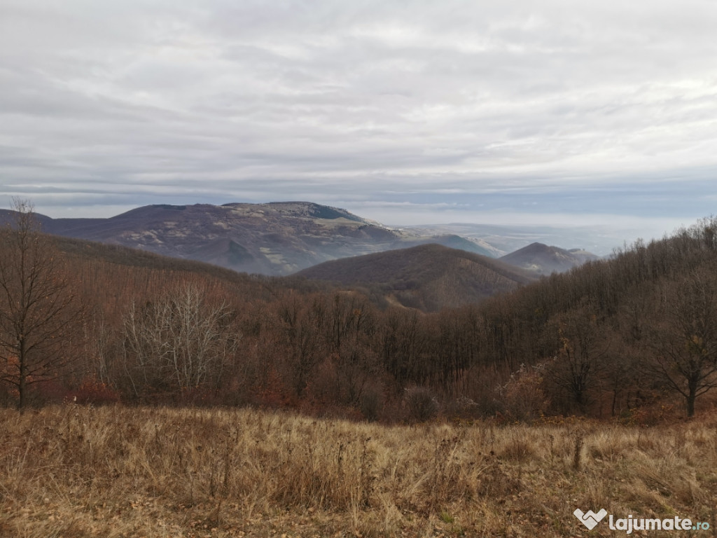 Pădure 60ha