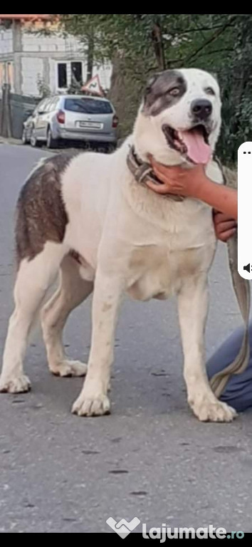 Disponibili 2 Masculi de Asia centrală
