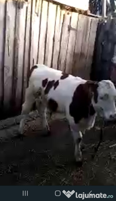Vaca cu vitel