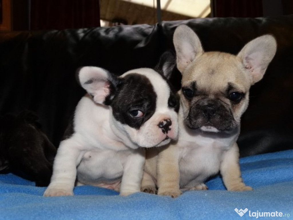 Cățeluși Super Bulldog Francez
